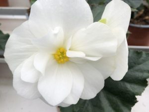 Mukulabegonia, valkoinen, Ø12