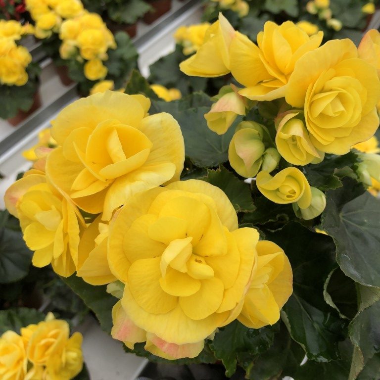 Ruusubegonia, keltainen