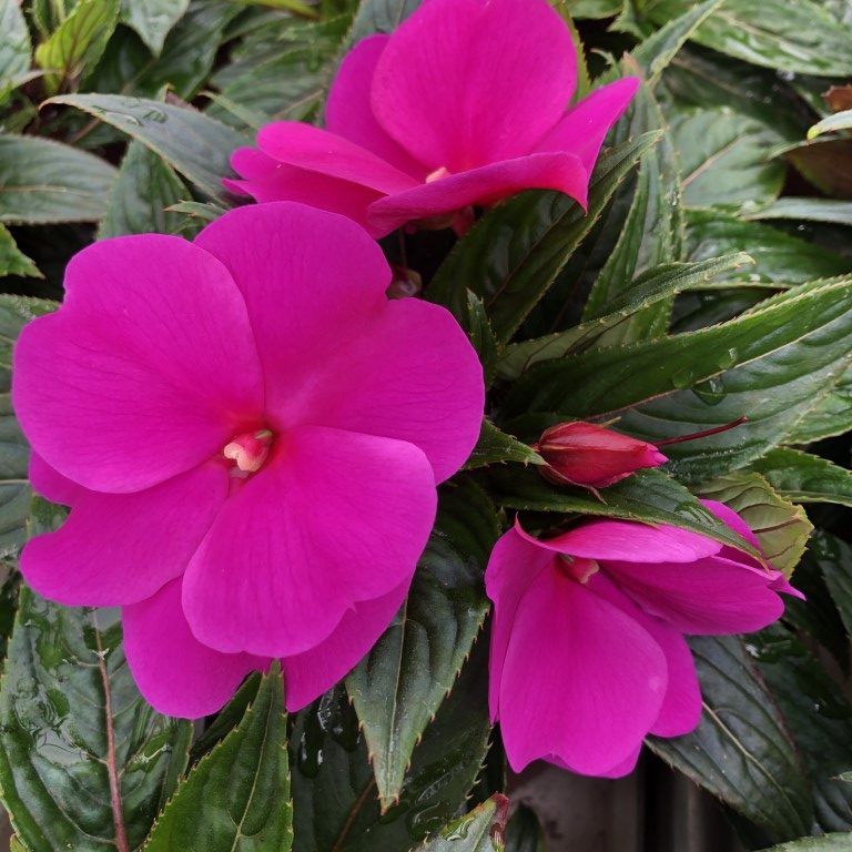 Uuden-Guinean liisa, violetti