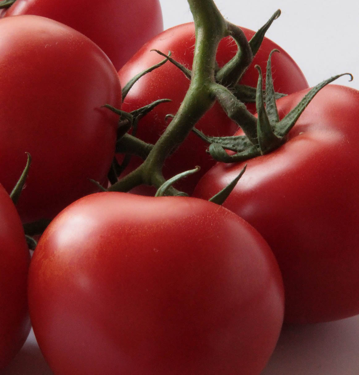 tomaatti kasvihuone